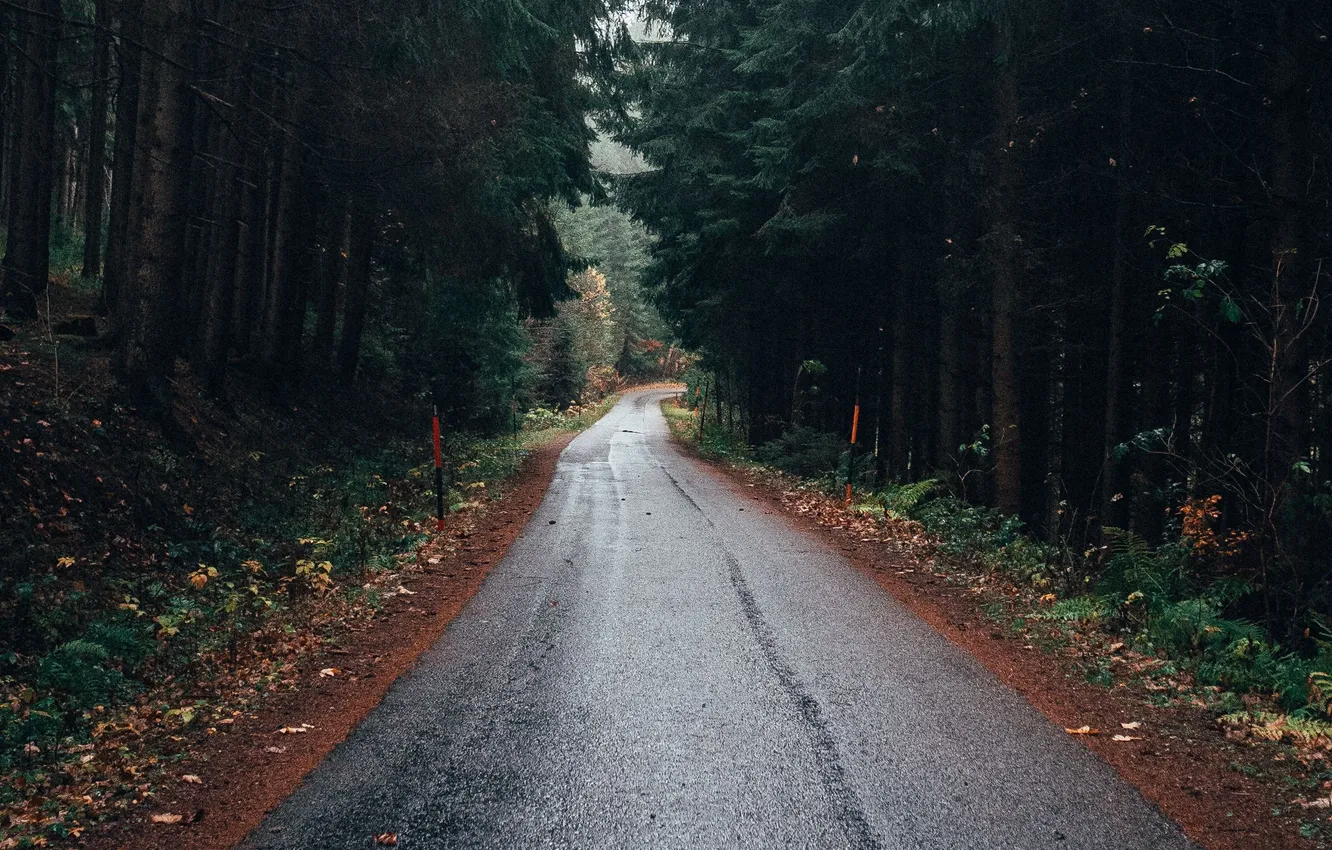 Photo wallpaper road, forest, trees, landscape, nature, plant, forest, road