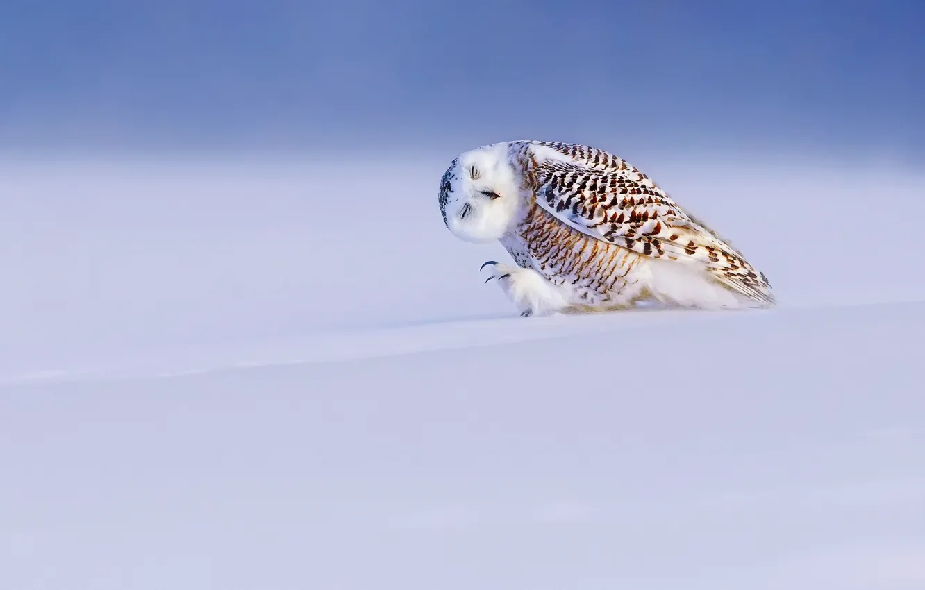 Photo wallpaper winter, light, snow, bird, snowy owl, white owl, Nyctea scandiaca, Bubo scandiacus