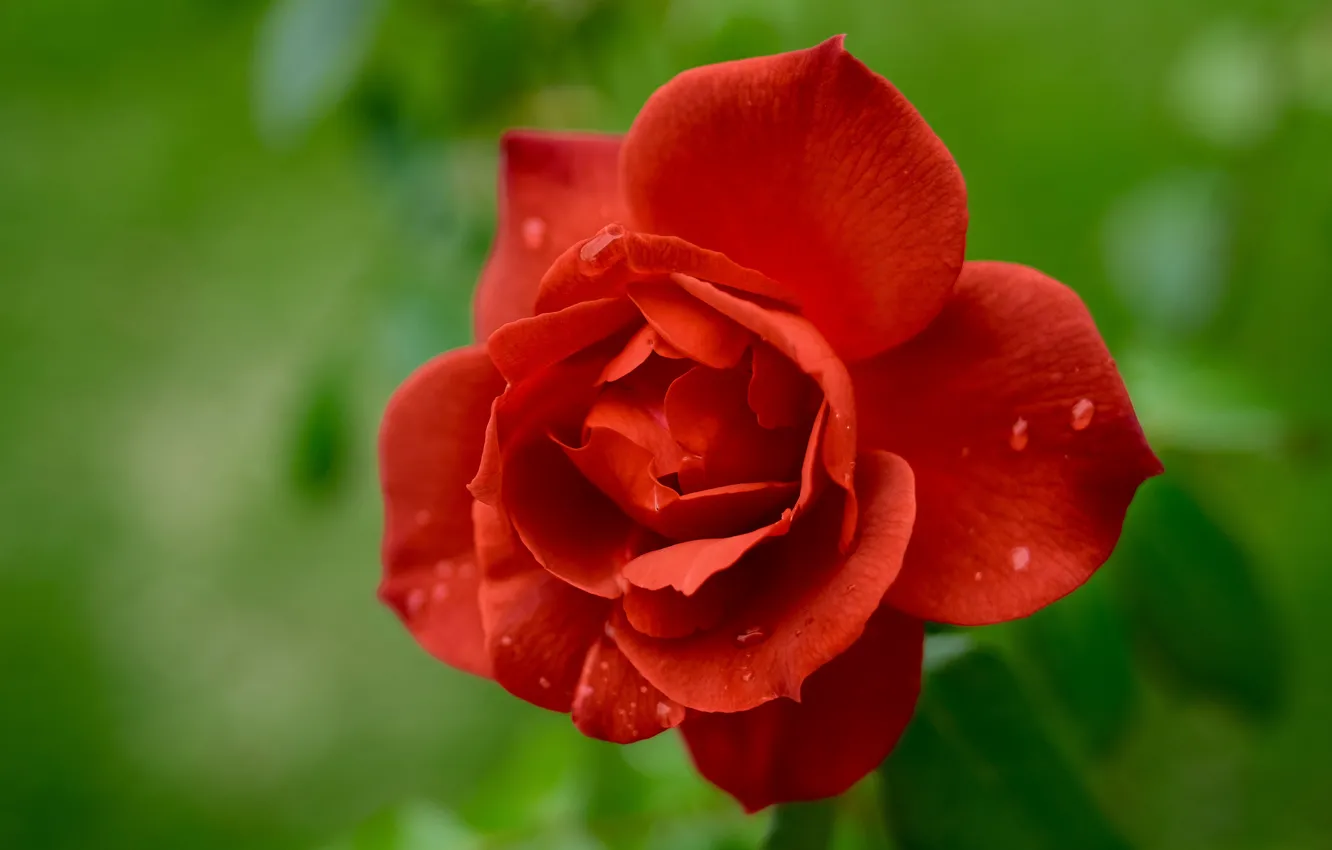 Photo wallpaper drops, macro, red, roses, petals