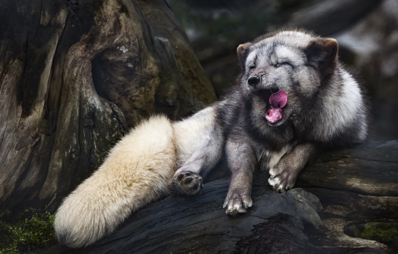 Photo wallpaper language, face, trees, pose, grey, stay, paws, tail