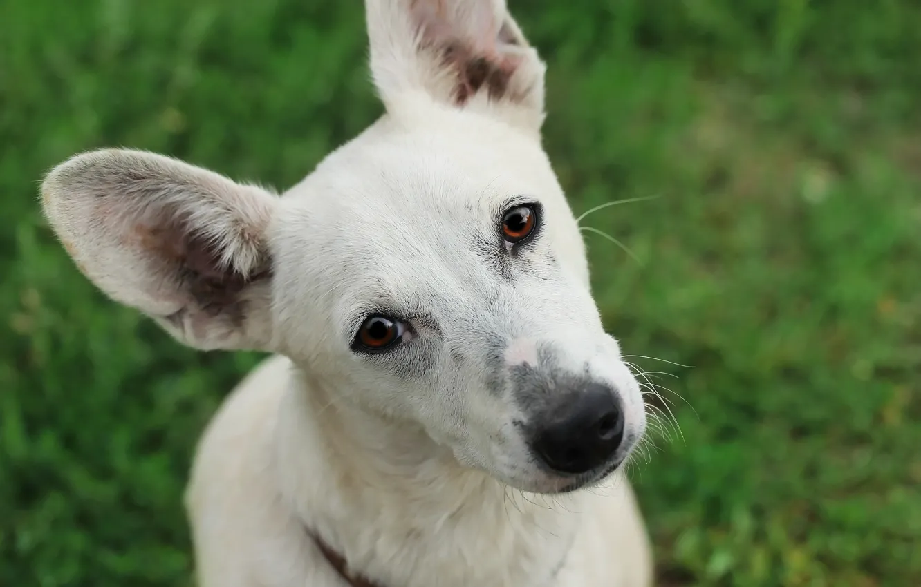 Photo wallpaper background, each, dog, mongrel