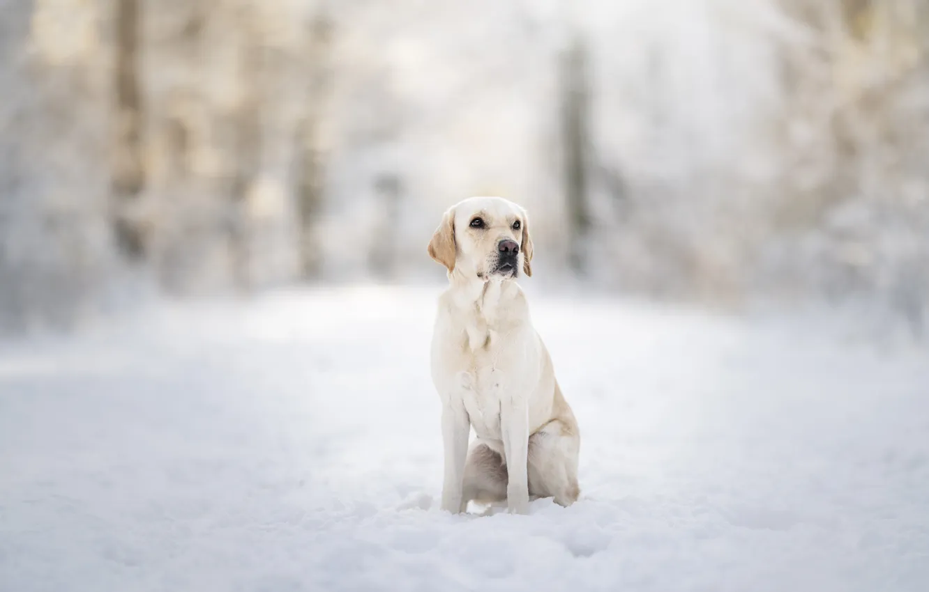 Photo wallpaper winter, forest, white, look, snow, nature, pose, Park