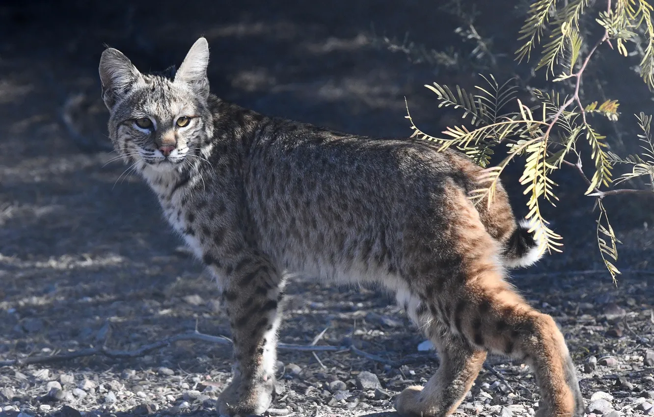 Photo wallpaper the sun, branches, nature, stones, lynx