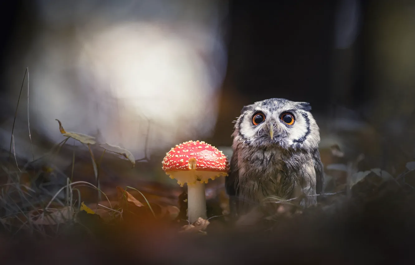 Photo wallpaper forest, animals, nature, the dark background, background, owl, bird, mushroom