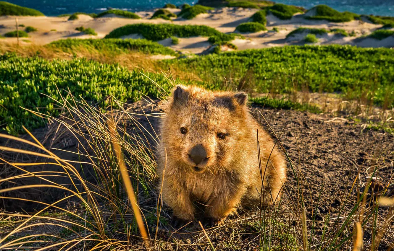 Photo wallpaper Australia, Tasmania, short-haired wombat, the Tasmanian wombat, holonomy wombat
