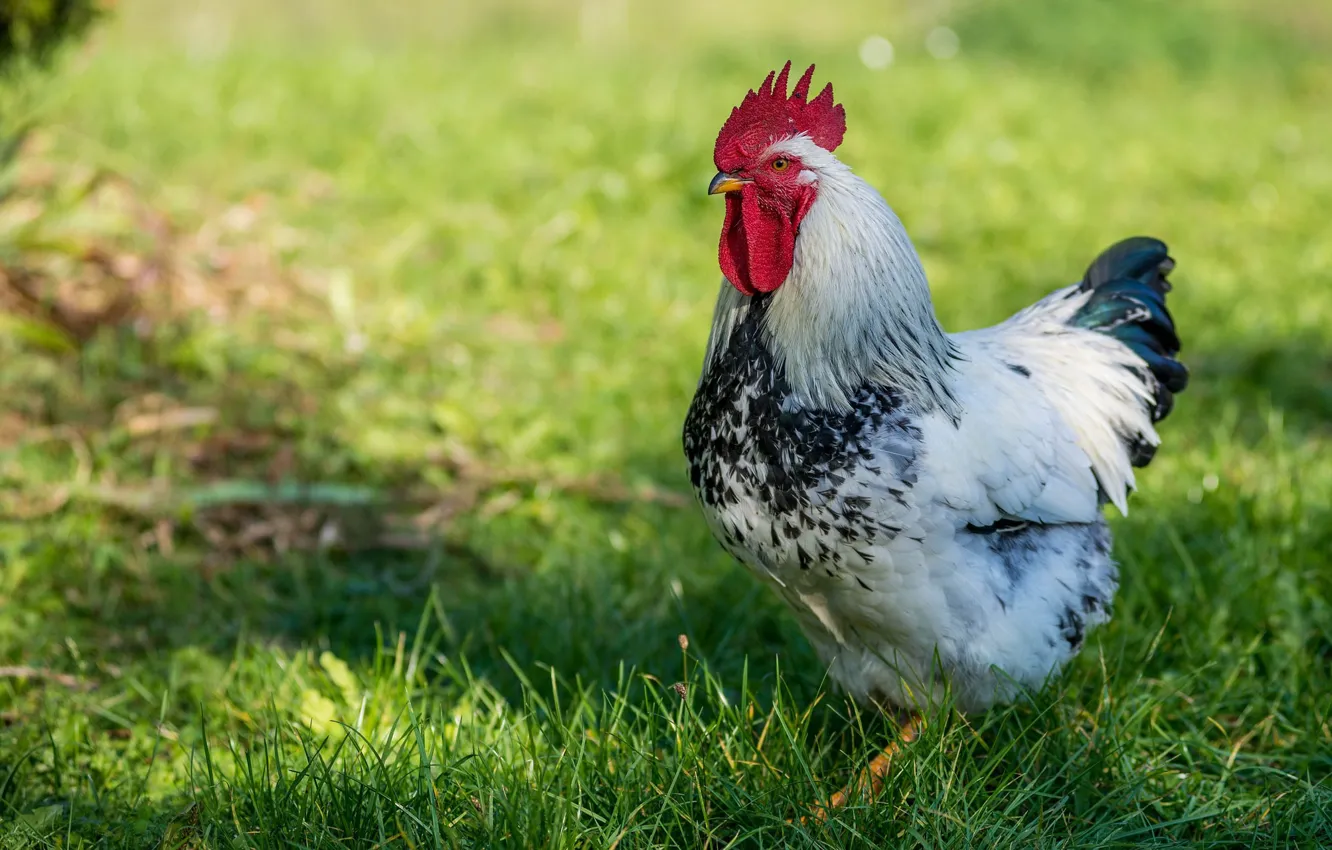 Photo wallpaper grass, spring, cock