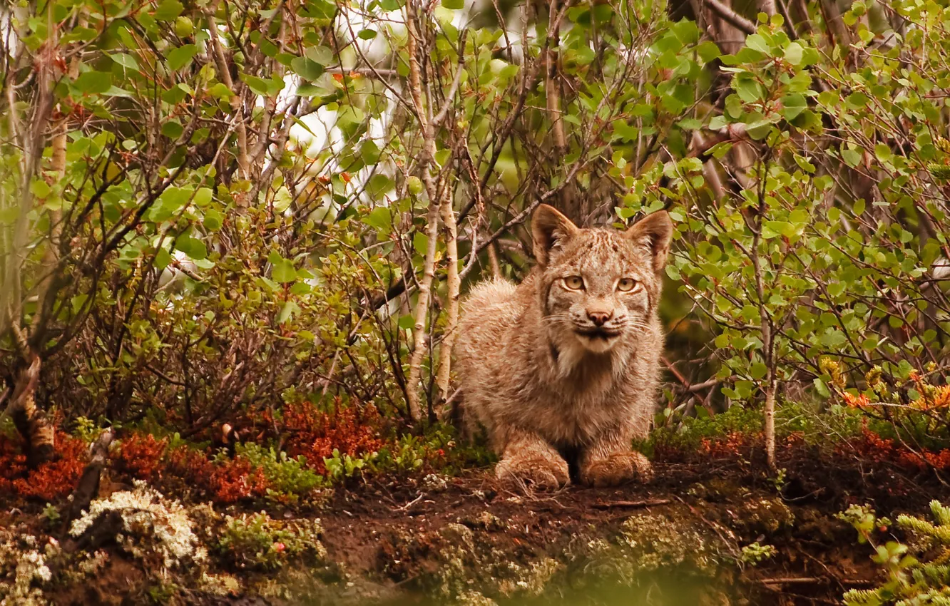 Photo wallpaper cat, wildlife, lynx