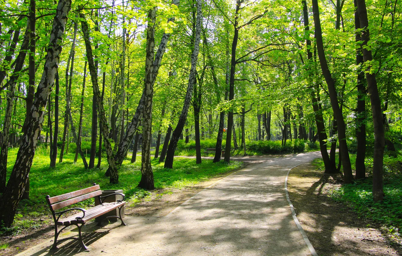Photo wallpaper green, trees, park, bench