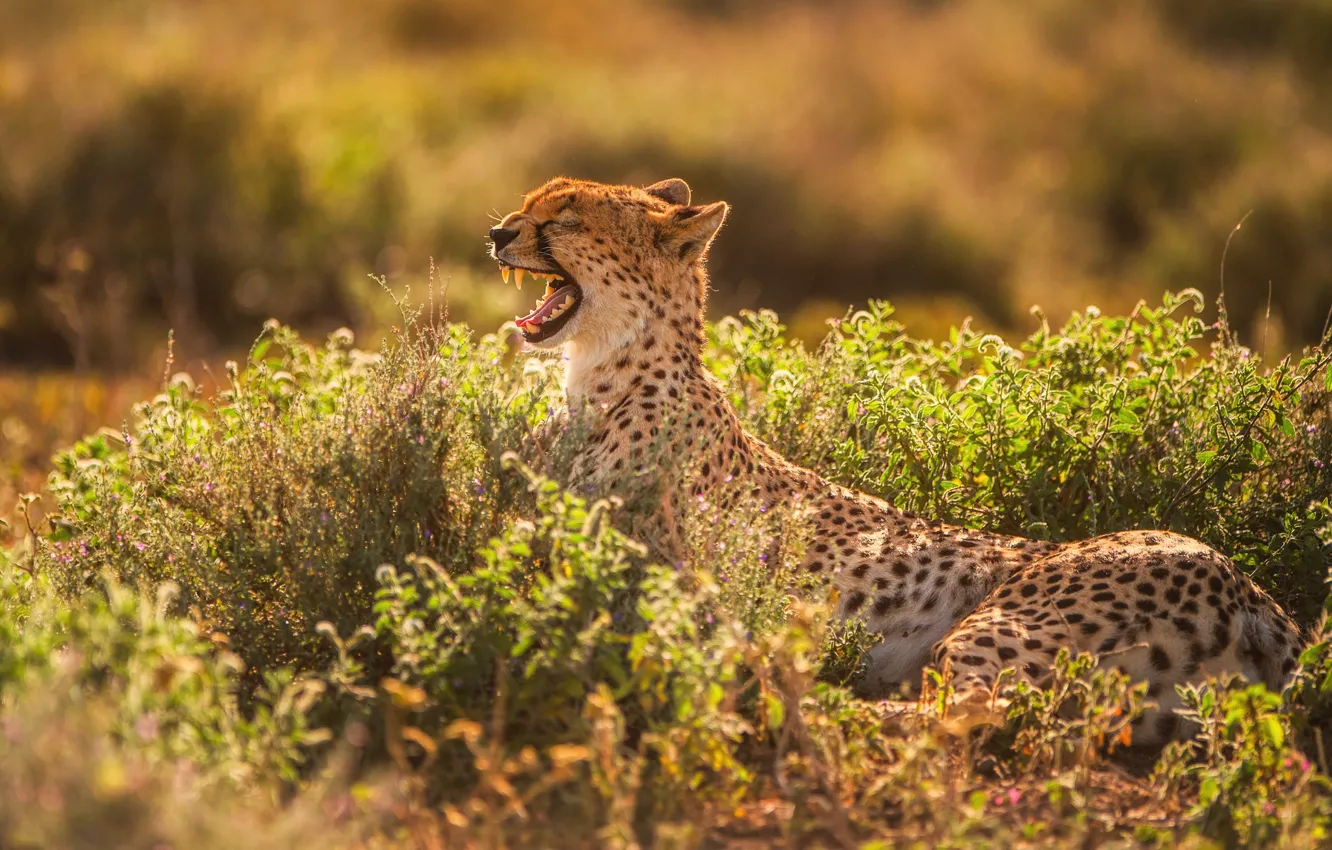 Photo wallpaper light, predator, teeth, mouth, Cheetah, yawns