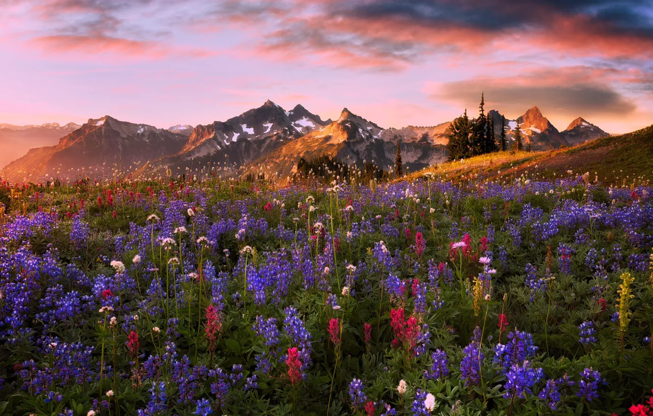Photo wallpaper summer, flowers, mountains, spring