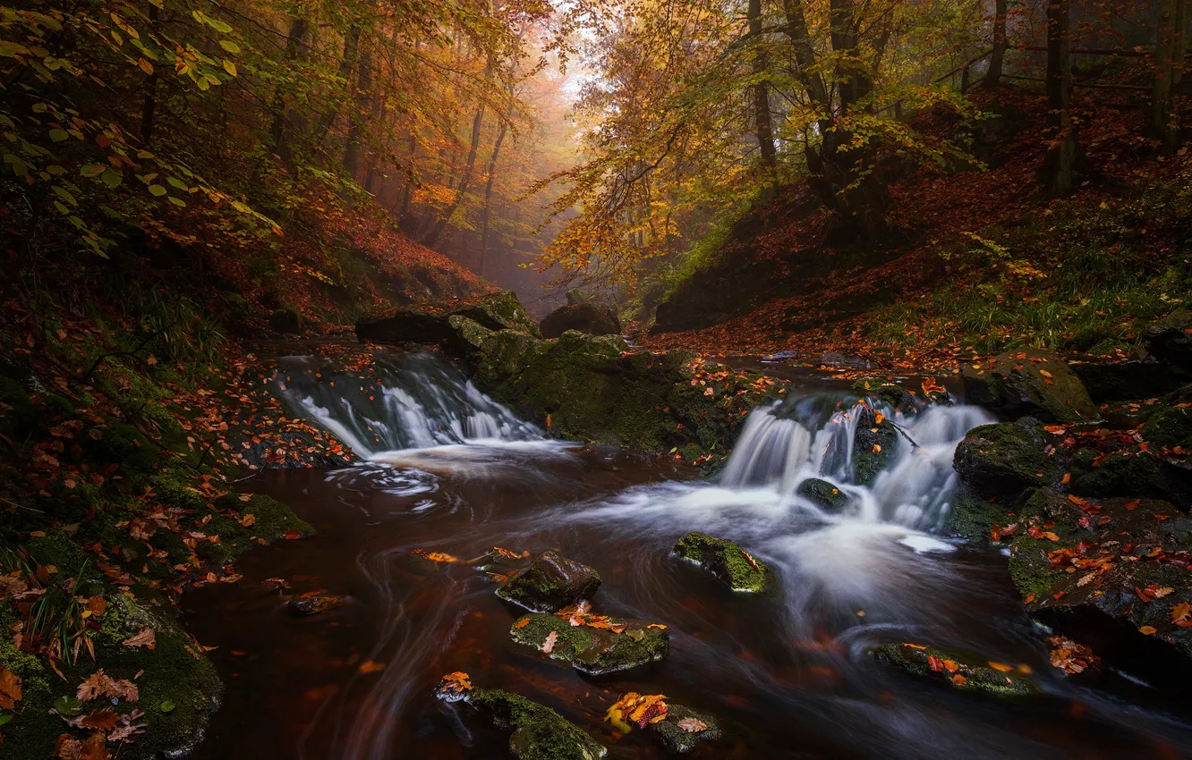 Photo wallpaper autumn, forest, trees, river, waterfall, Belgium, cascade, Belgium