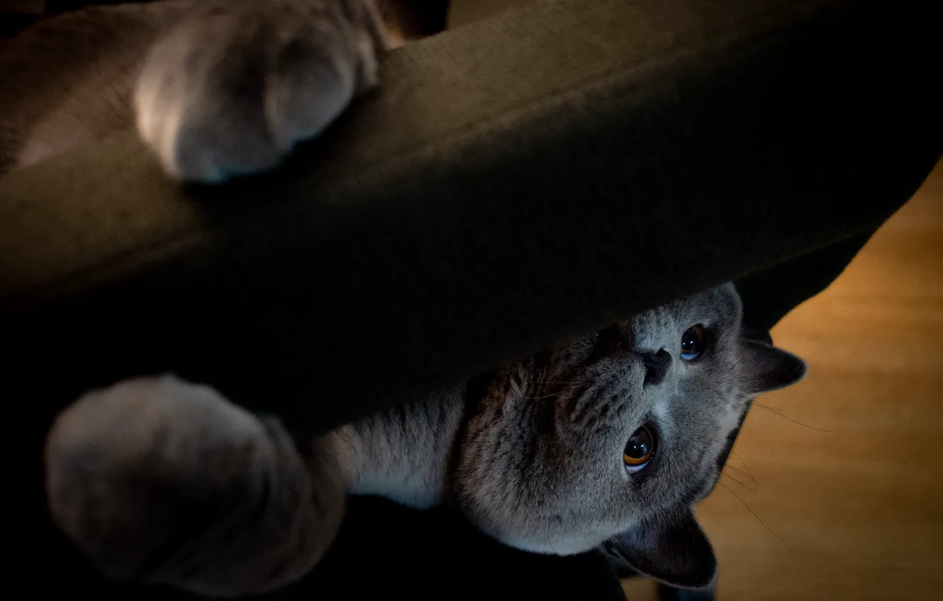 Photo wallpaper cat, cat, look, pose, face
