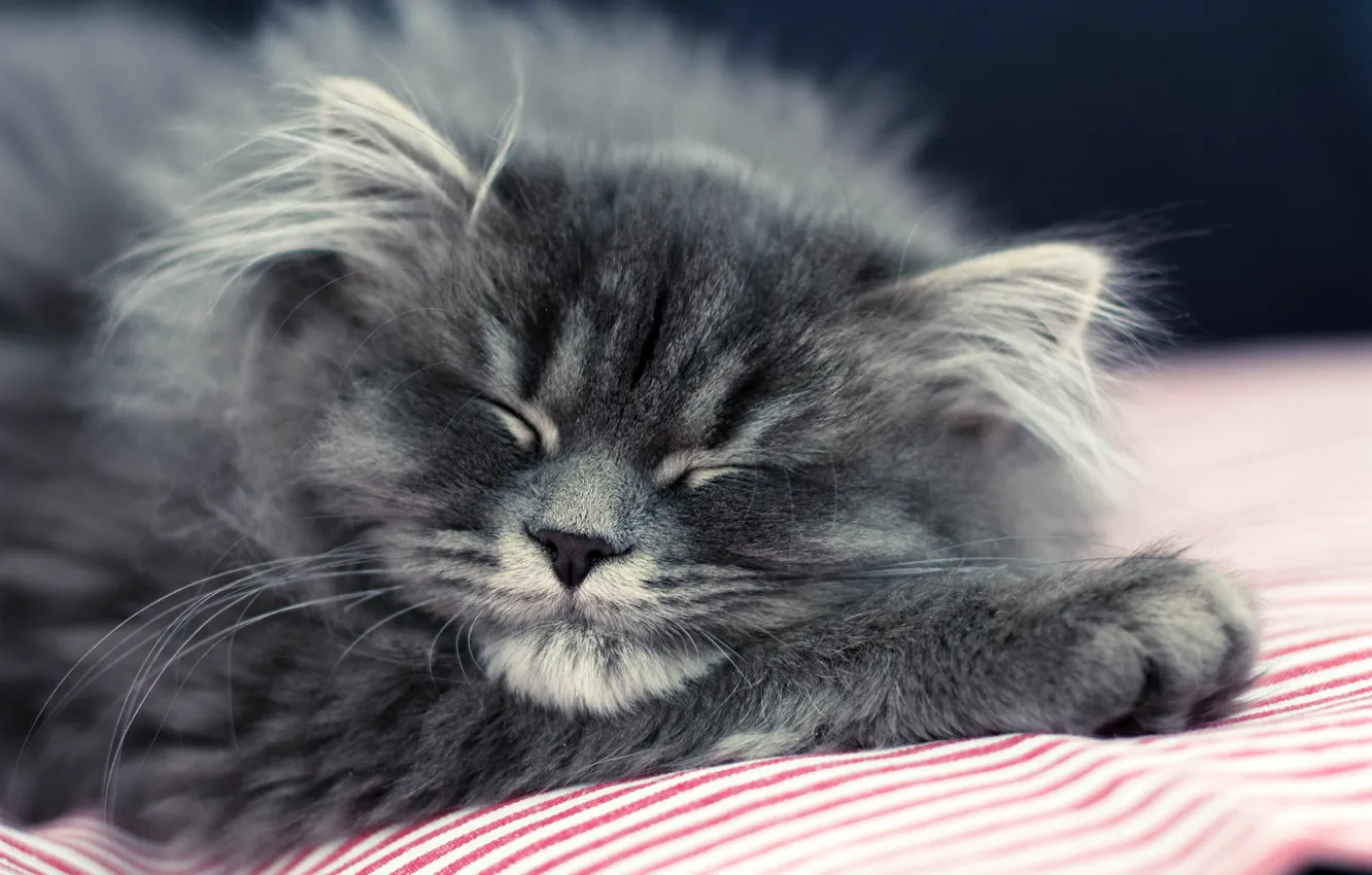 Photo wallpaper cat, cat, kitty, grey, fluffy, sleeping, lies