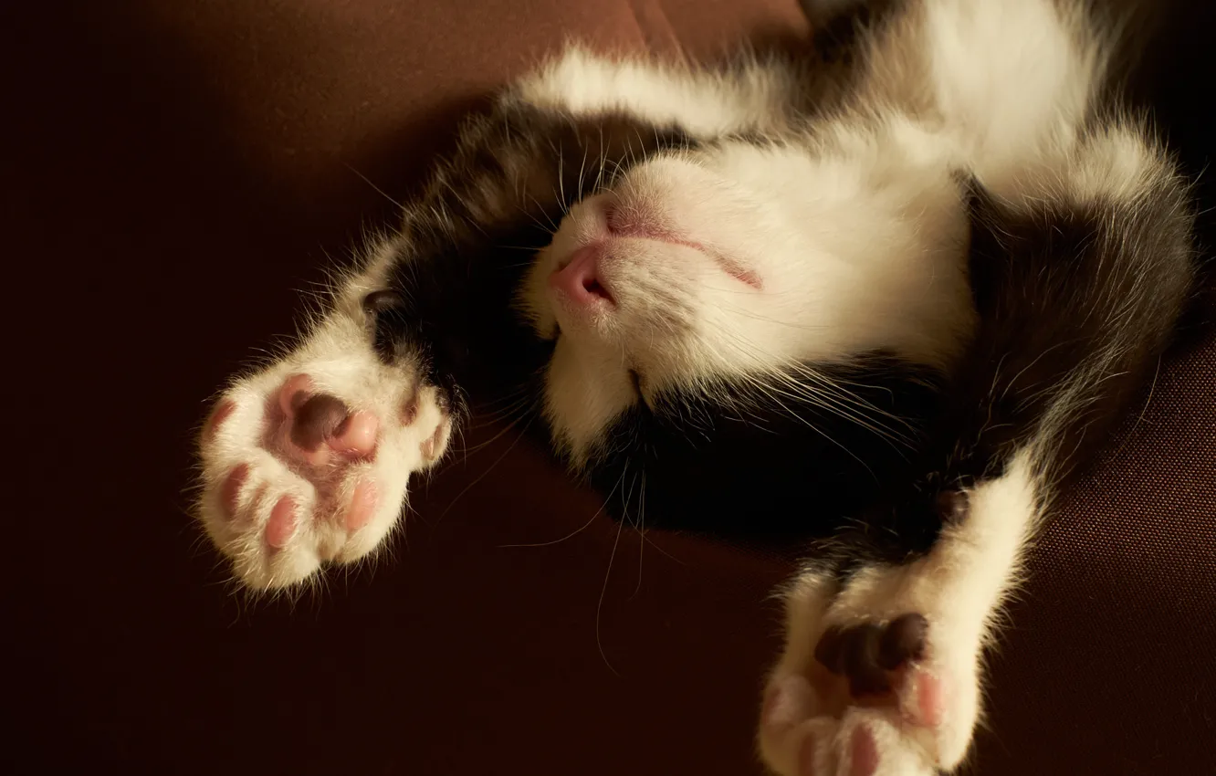 Photo wallpaper kitty, black and white, paws, sleeping