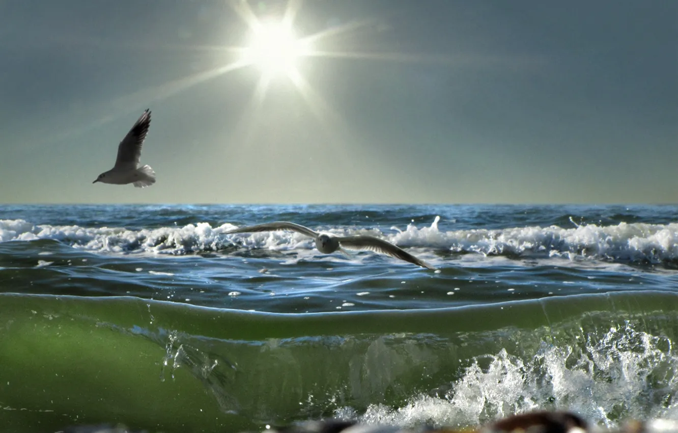 Photo wallpaper sea, foam, the sun, wave, seagulls