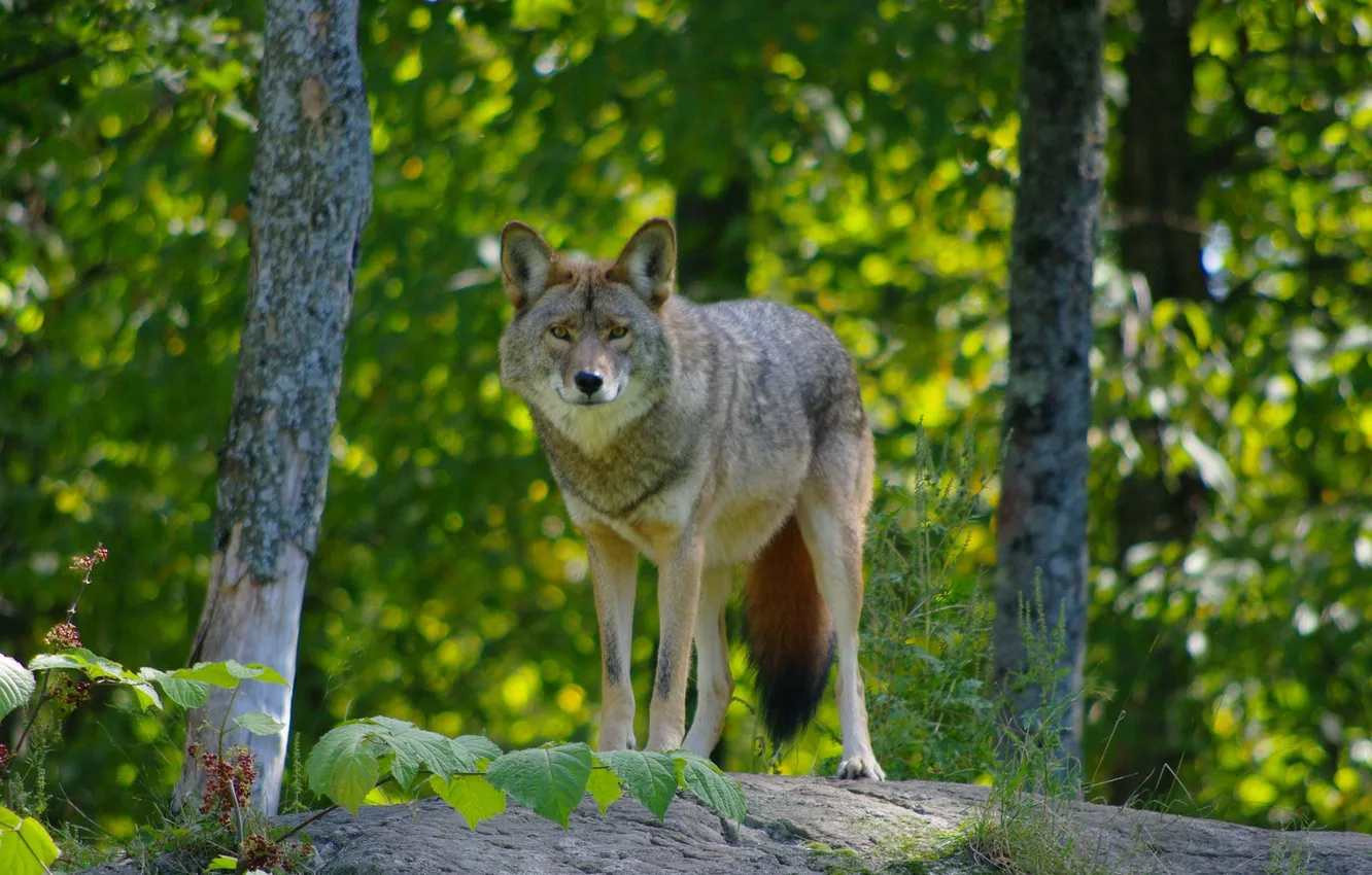 Photo wallpaper Predator, nature, snow, face, animal, wolf, canis lupus, wildlife