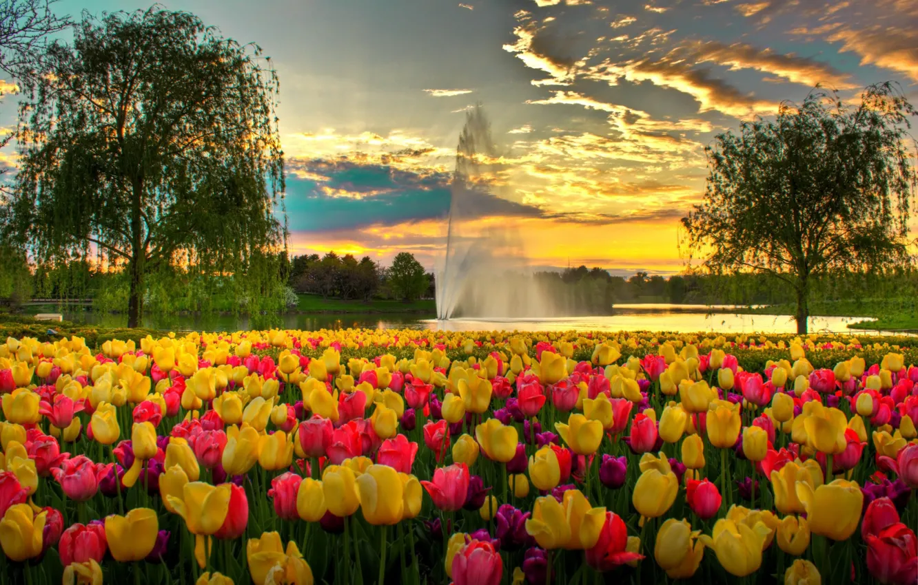 Photo wallpaper the sky, clouds, flowers, Park, the evening, tulips, fountain, USA