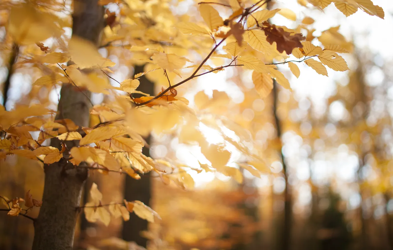 Photo wallpaper autumn, forest, leaves, macro, trees, yellow, nature, Park