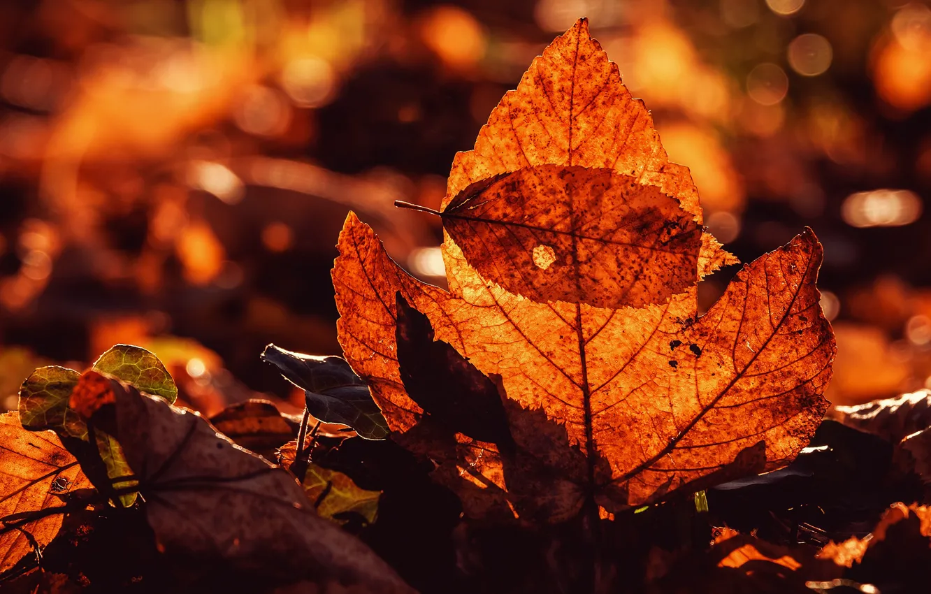 Photo wallpaper autumn, light, branches, bright, red, the colors of autumn, bokeh, autumn leaves