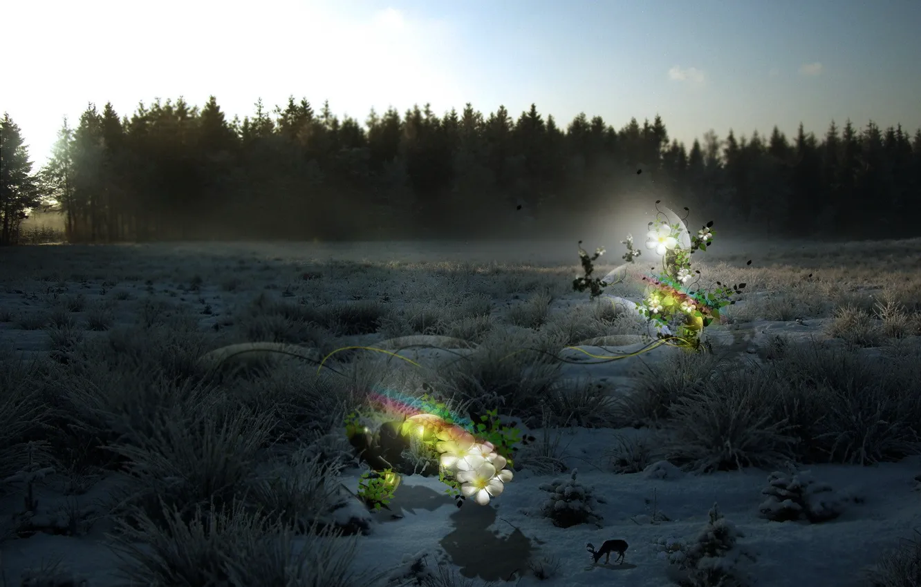 Photo wallpaper trees, glade, treatment