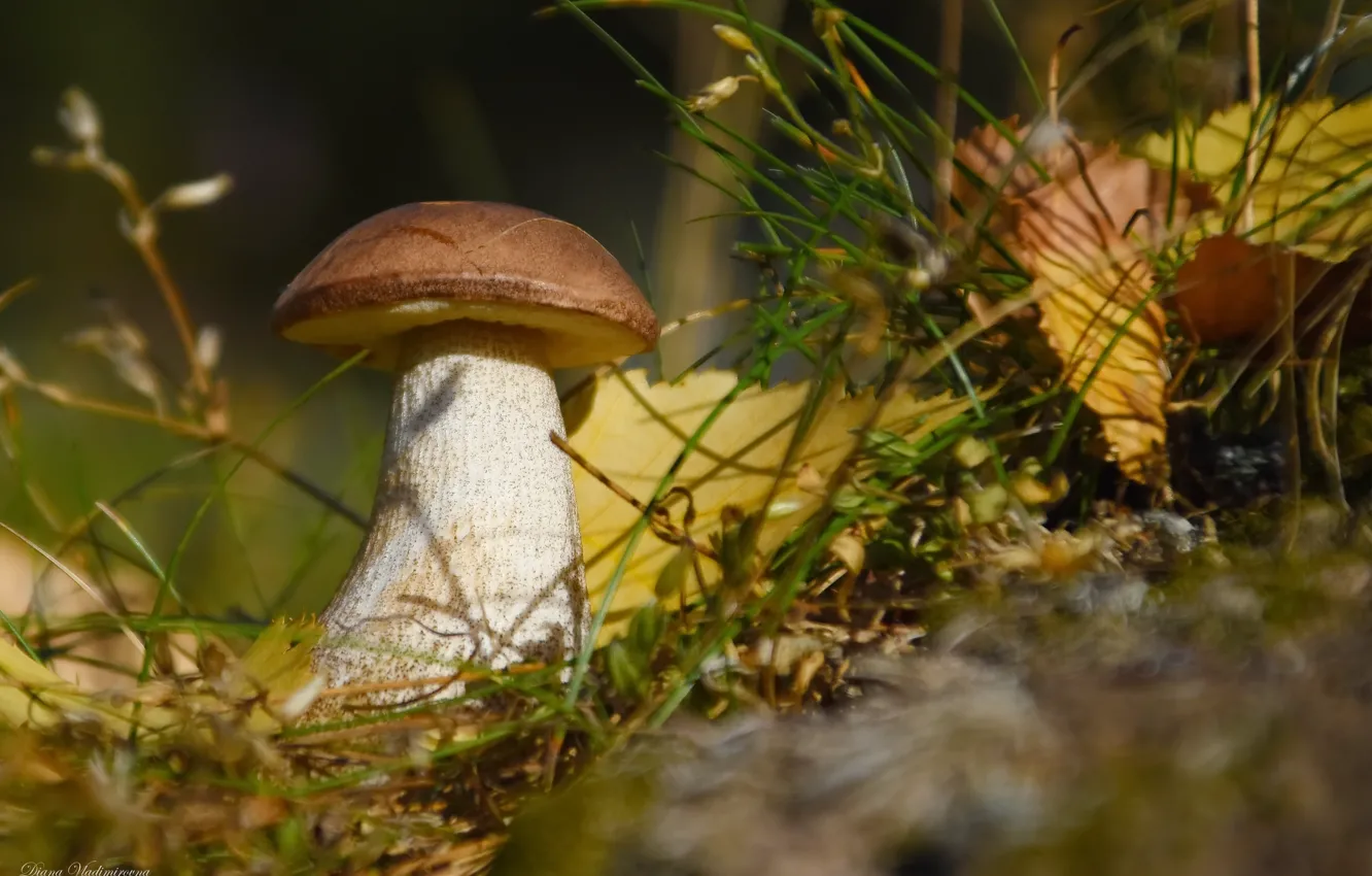 Photo wallpaper autumn, nature, mushrooms