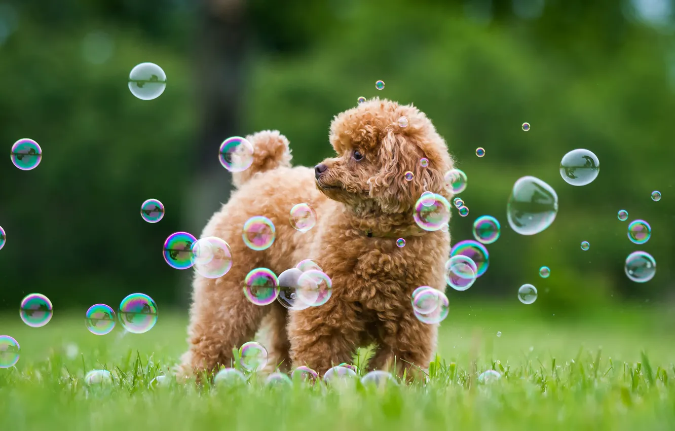 Photo wallpaper greens, summer, grass, dog, bubbles, Poodle