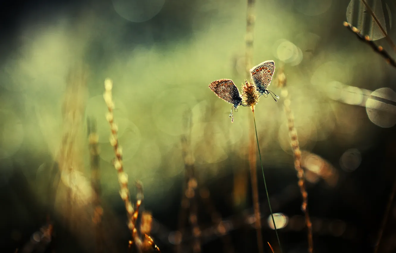 Photo wallpaper grass, butterfly, glare, background, two, plants, spike