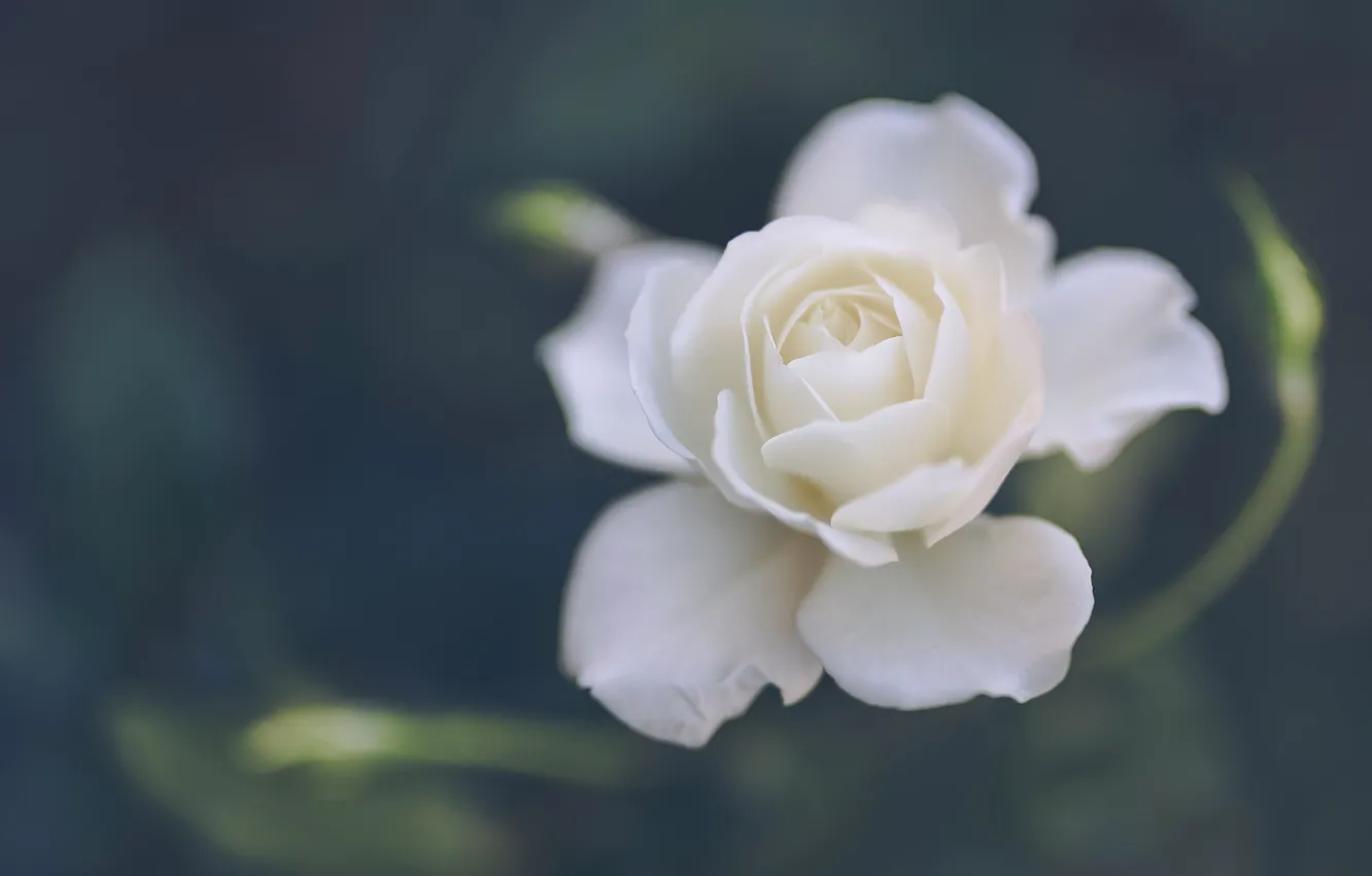 Photo wallpaper roses, petals, buds