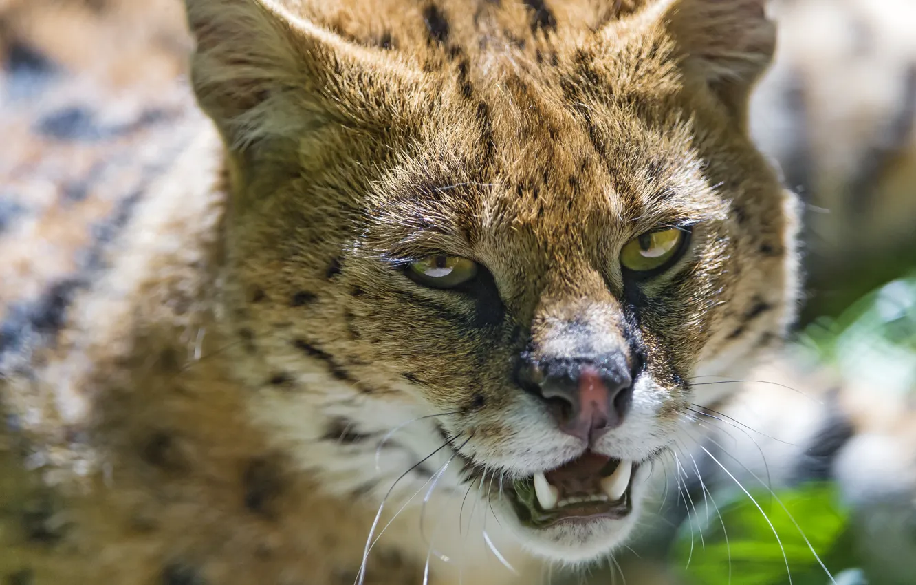 Photo wallpaper cat, face, fangs, Serval, ©Tambako The Jaguar