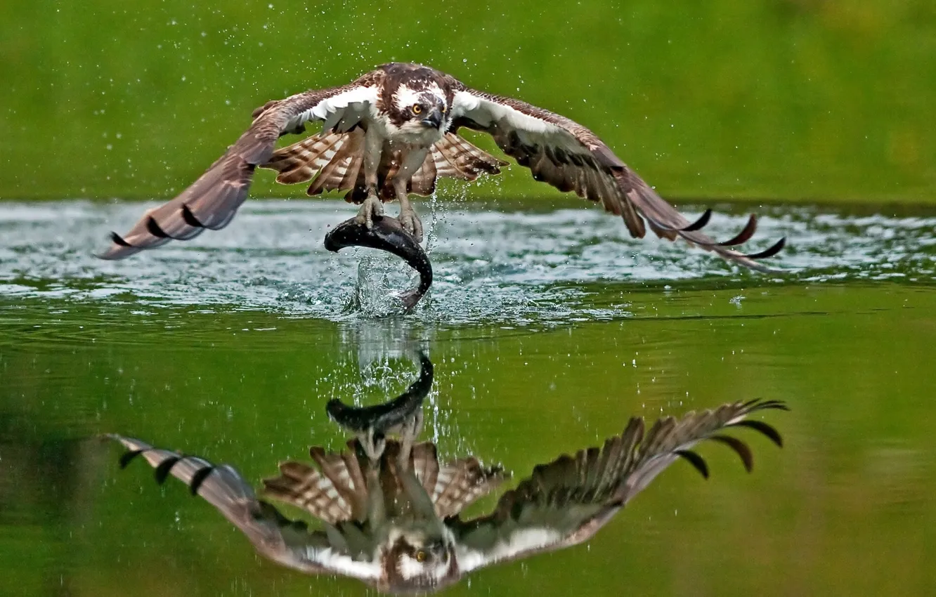 Photo wallpaper water, reflection, bird, fish, mining, catch, osprey
