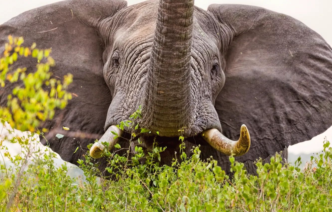 Photo wallpaper elephant, ears, tusks, trunk
