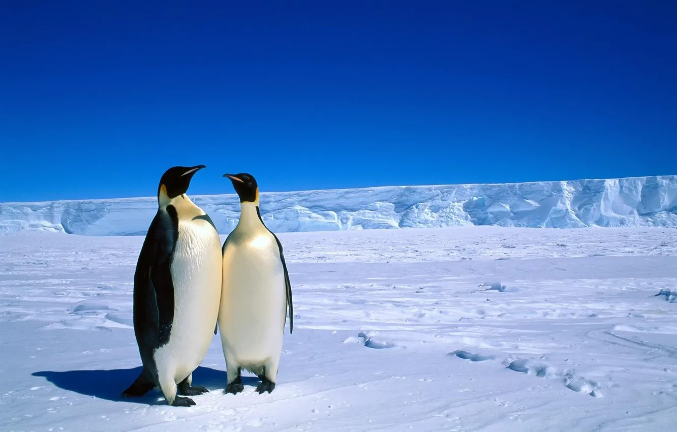 Photo wallpaper animals, penguins, Antarctica