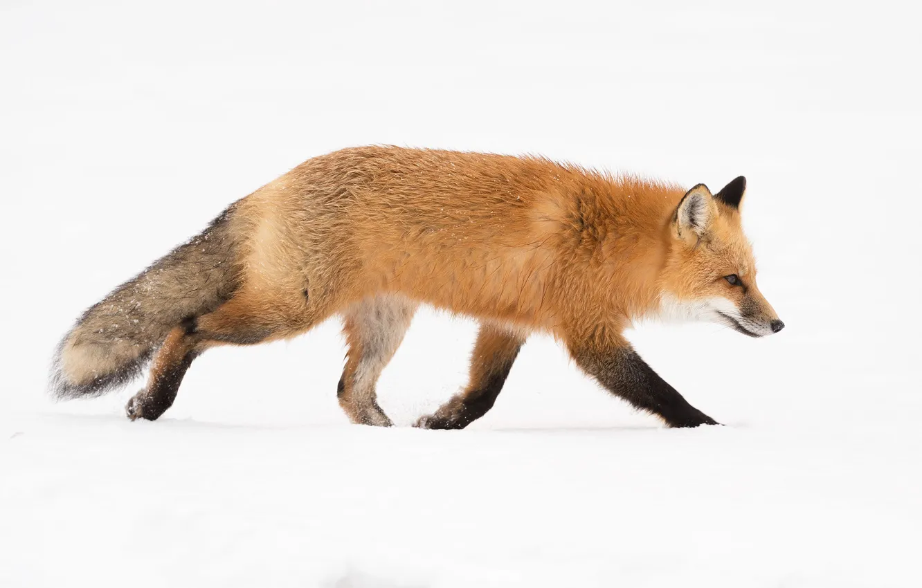 Photo wallpaper winter, snow, Fox, white background, profile, red, walk
