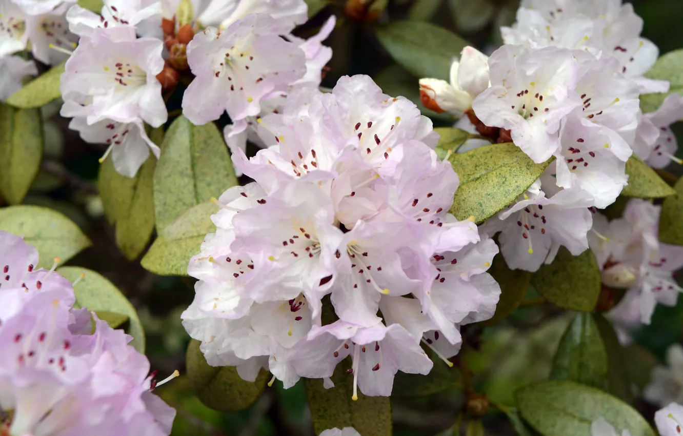 Photo wallpaper white, Azalea, rhododendrons