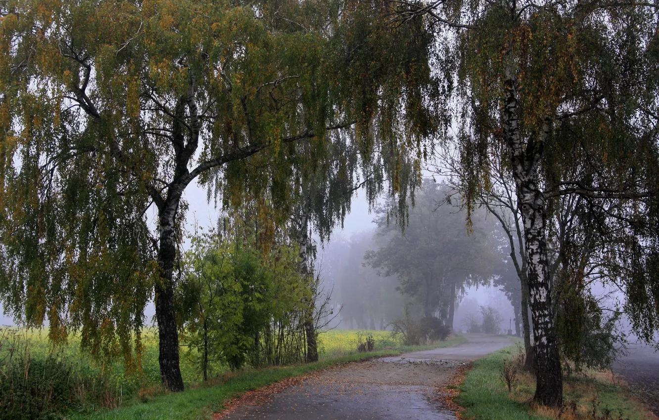 Photo wallpaper road, trees, fog