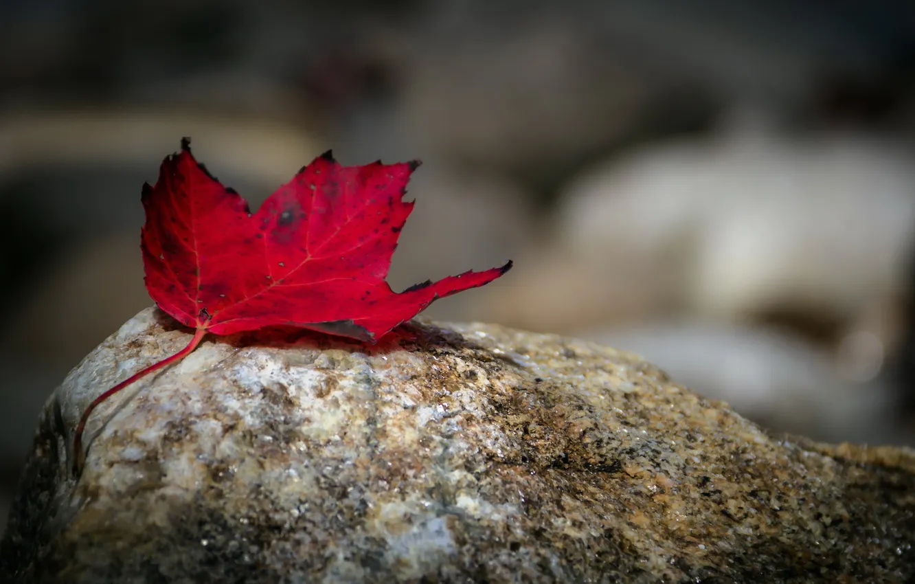 Photo wallpaper leaves, nature, stones