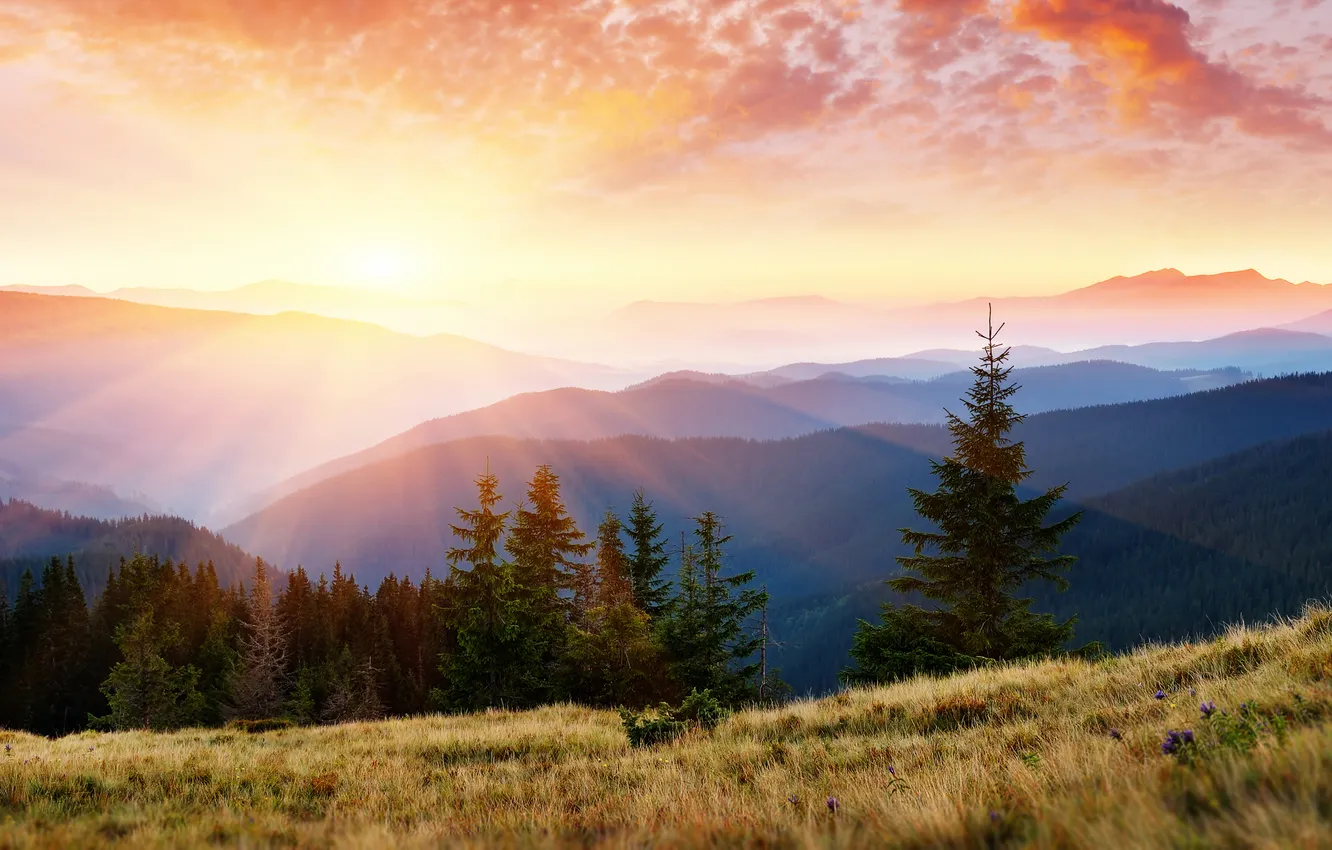 Photo wallpaper forest, the sky, grass, rays, light, trees, landscape, mountains