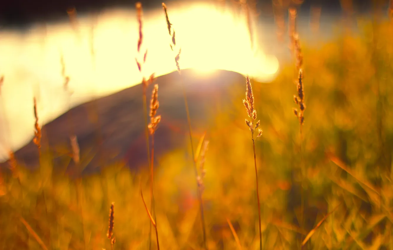 Photo wallpaper autumn, grass, macro, nature, blur, the sun's rays
