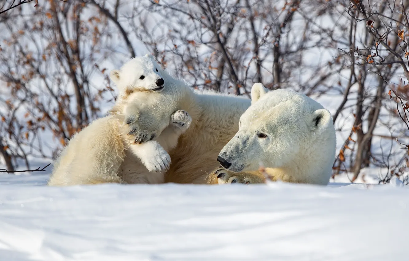 Photo wallpaper winter, snow, bear, the bushes, bear, Polar bears, Polar bears