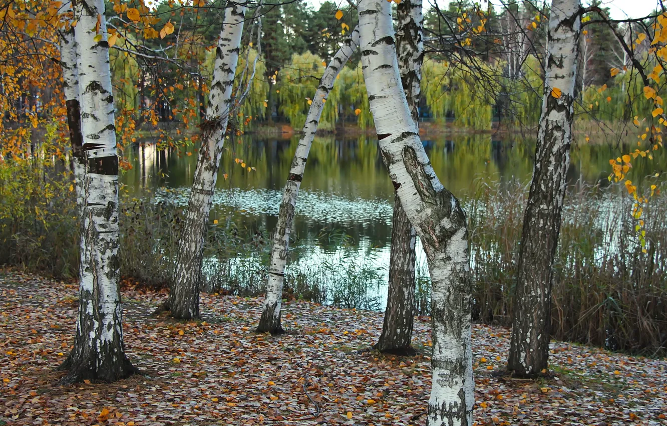 Photo wallpaper nature, lake, birch