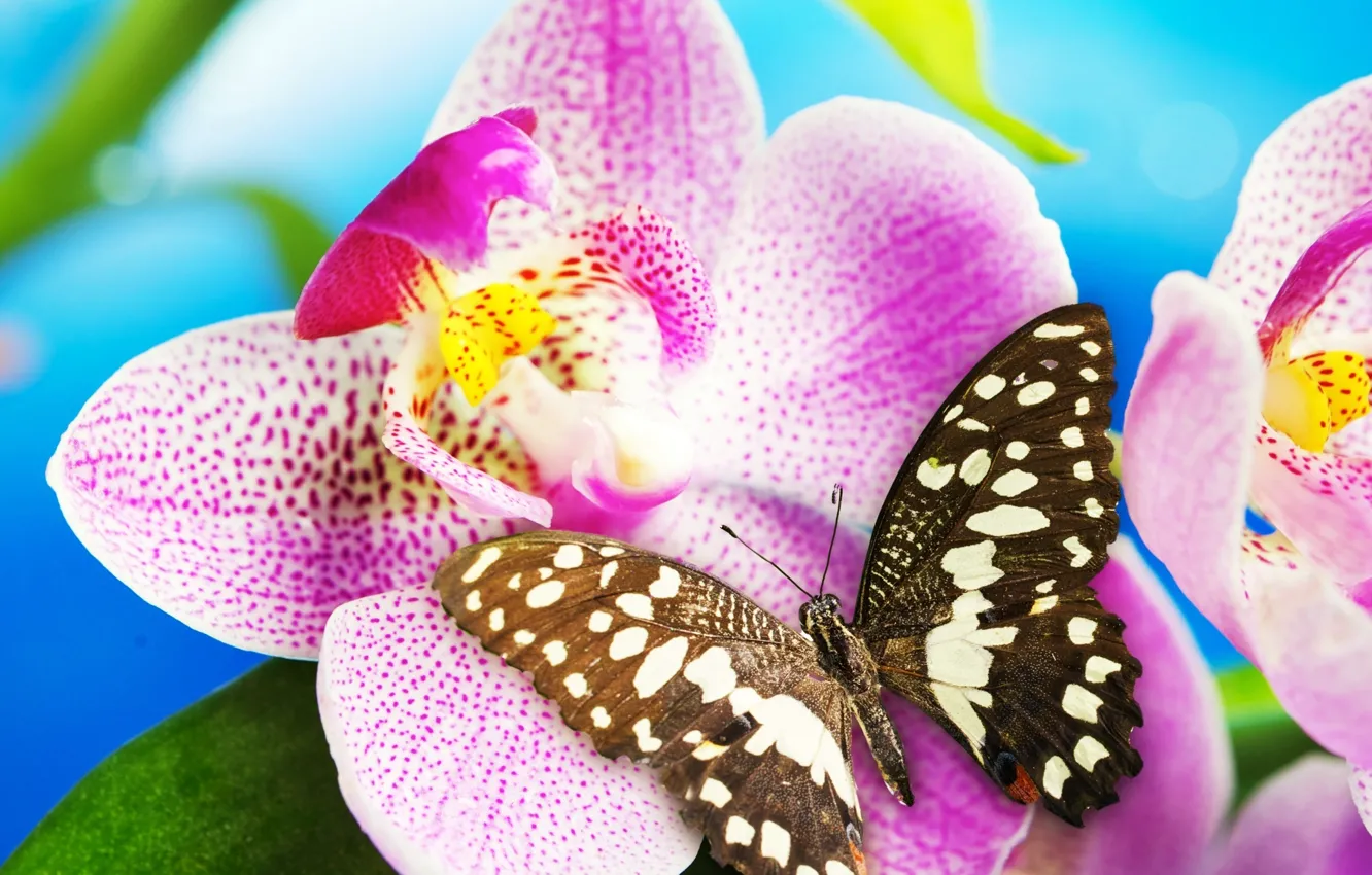 Photo wallpaper flower, butterfly, Orchid, blossom, butterfly, Orchid