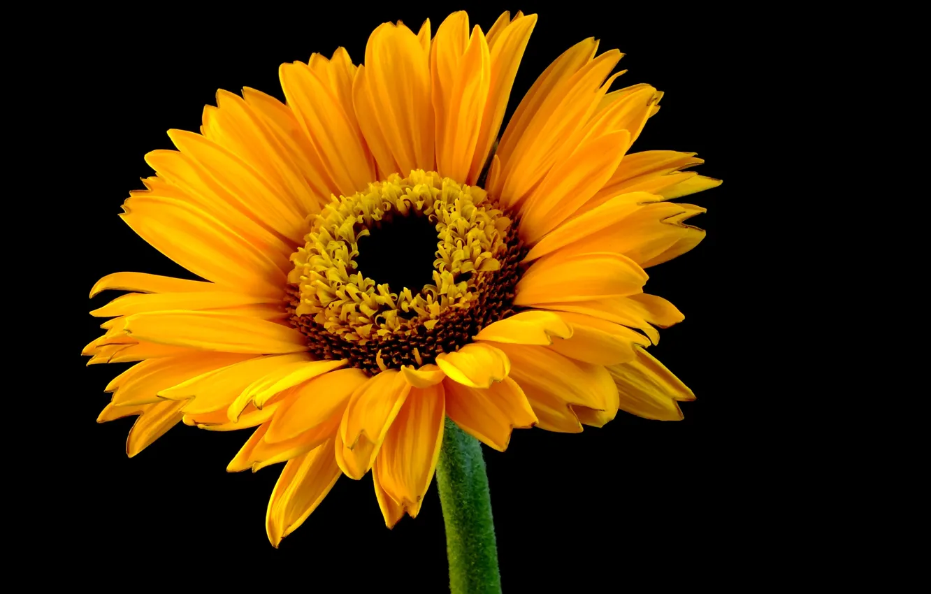 Photo wallpaper flower, the dark background, orange, Daisy, gerbera