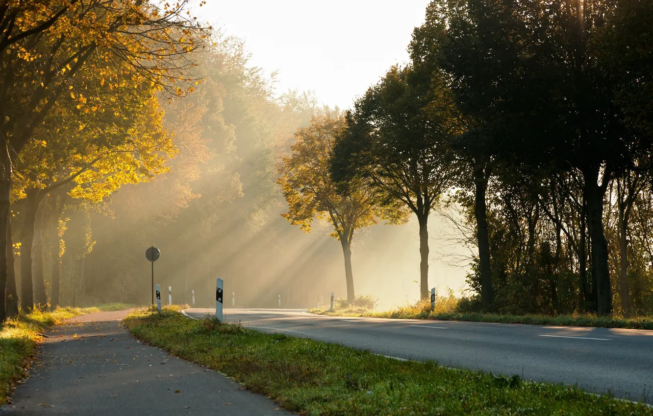 Photo wallpaper road, the sun, light, trees, morning