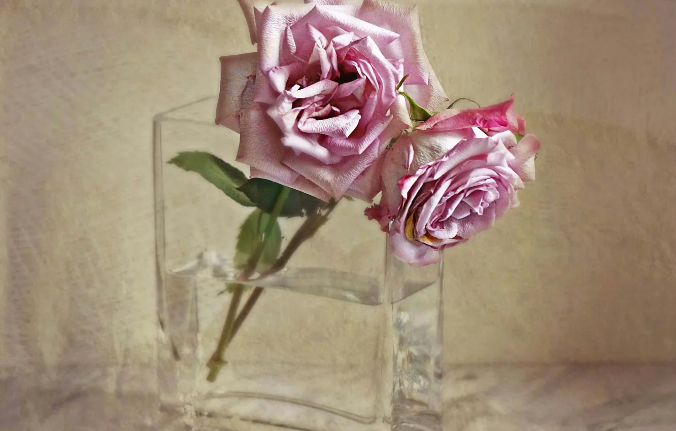 Photo wallpaper texture, vase, wilting, two roses