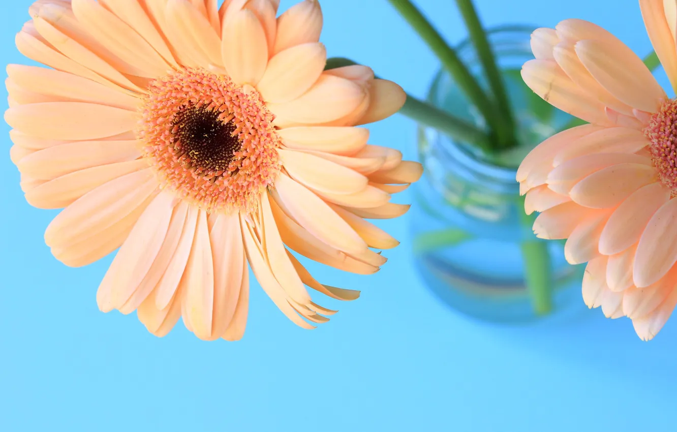 Photo wallpaper bouquet, petals, gerbera