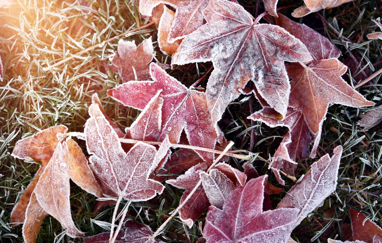 Photo wallpaper frost, leaves, frost, late autumn
