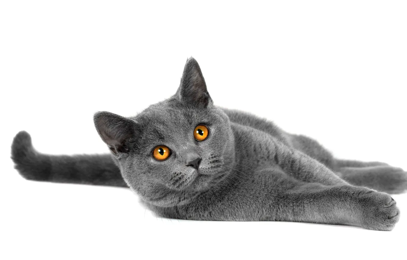 Photo wallpaper cat, look, animal, legs, breed