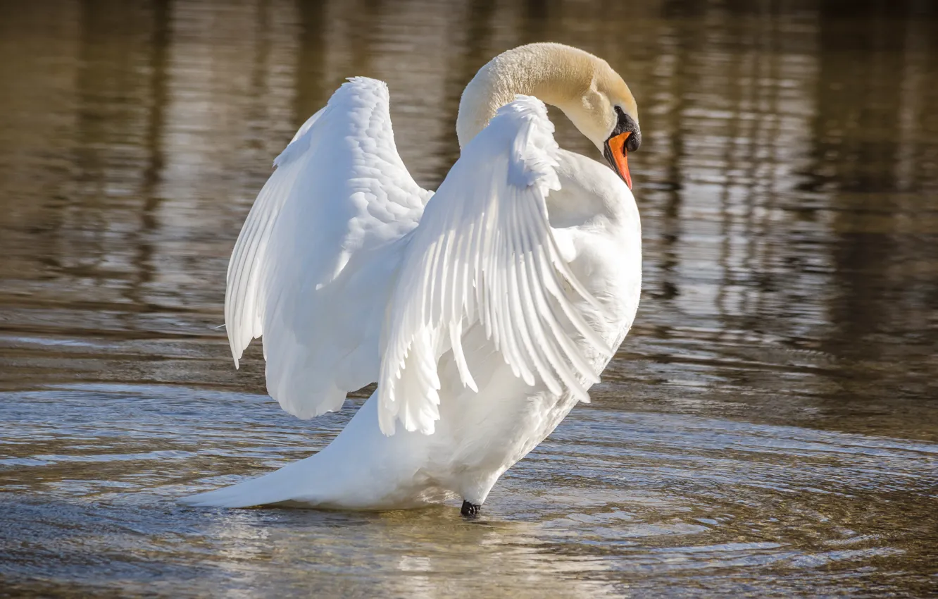 Photo wallpaper white, pose, bird, wings, swans, pond