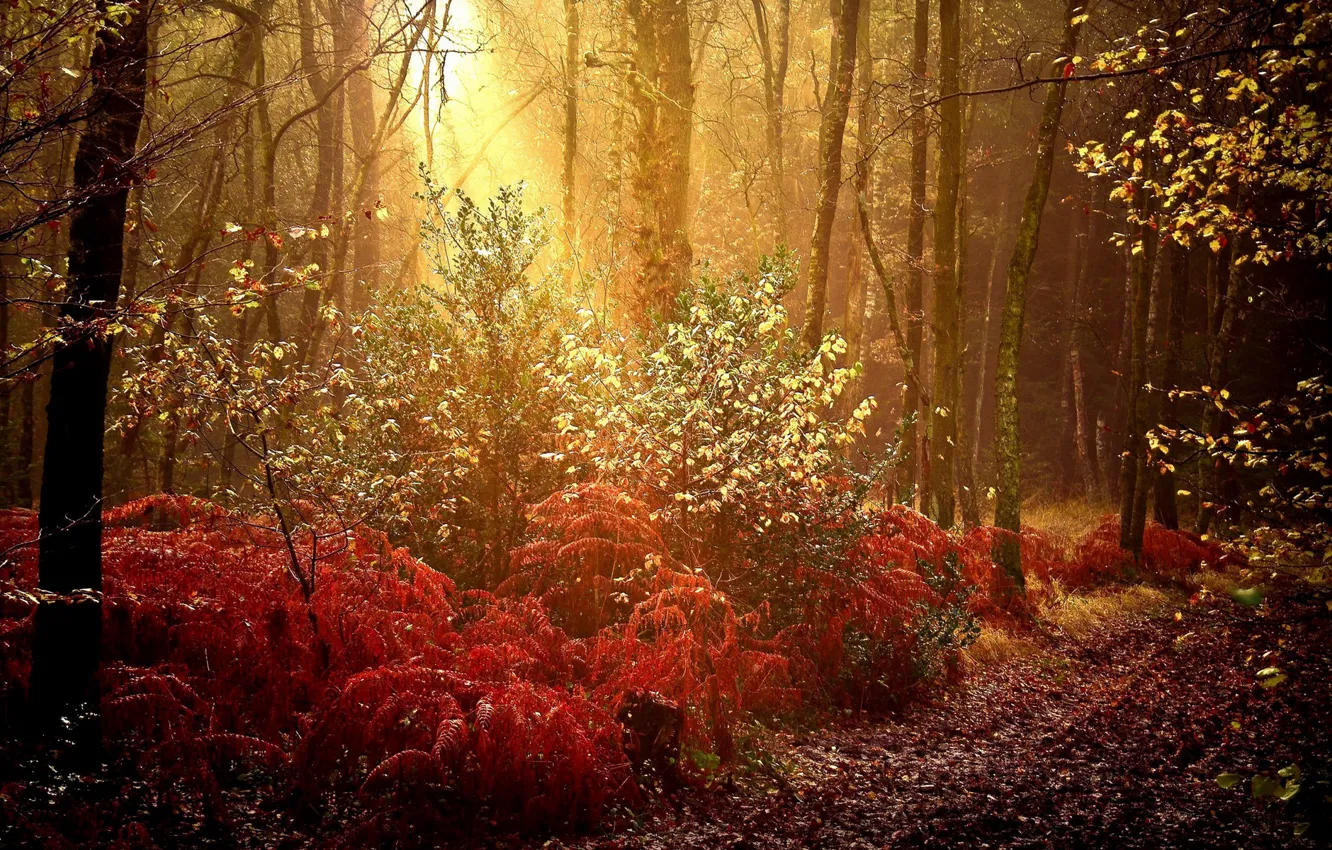Photo wallpaper autumn, forest, rays, trees, nature, dawn, foliage, trail