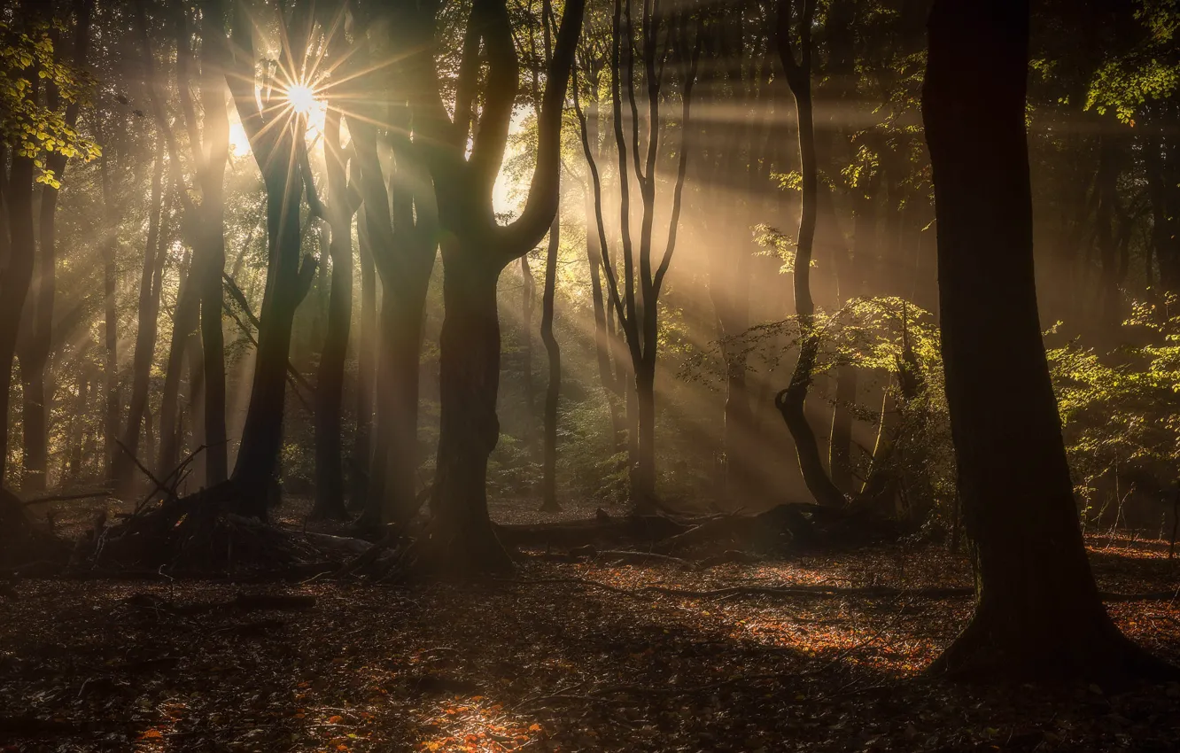 Photo wallpaper forest, the sun, rays, nature, morning, the sun's rays